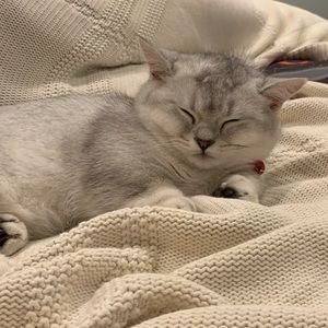 Meet your Posher, Stanley